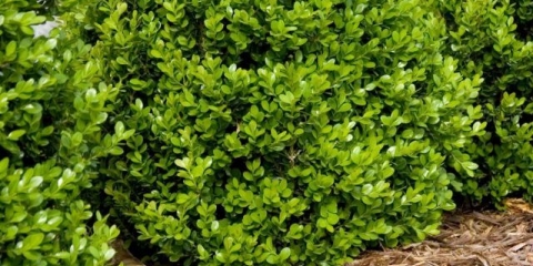 Reprodukcija reznica šimšira u proljeće, jesen i zimu